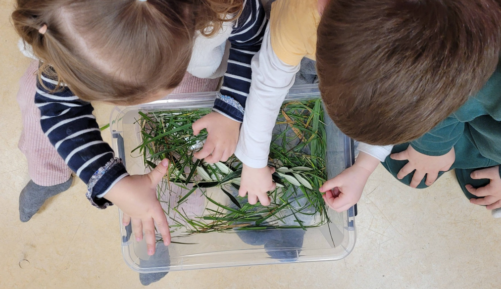 Des moutons à l’école !