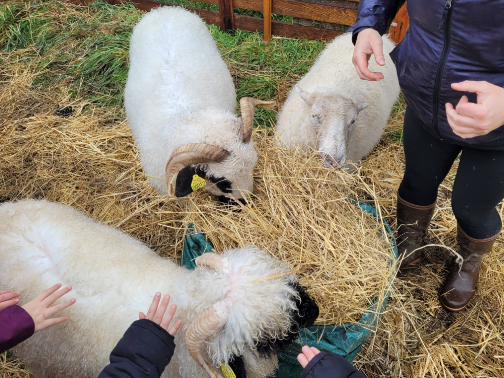 #des moutons à l’horizon